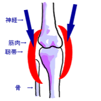 神経の異常｜正常ではない関節｜ファミリーカイロプラクティックセンター福岡