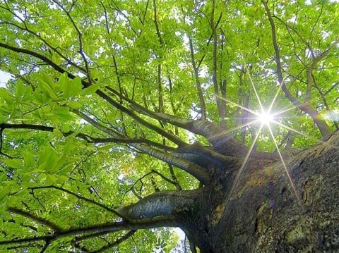 パニック障害｜健康の維持｜自然の法則｜ファミリーカイロプラクティックセンター福岡