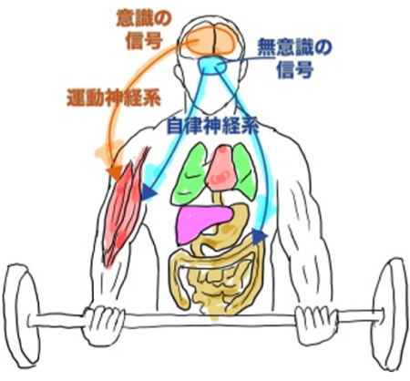 イップス｜無意識の信号｜自律神経系｜ファミリーカイロプラクティックセンター福岡