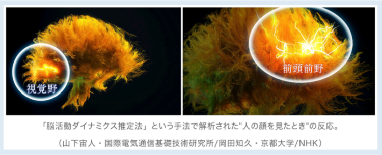 人の顔を見たときの反応｜電気信号の活性化｜ファミリーカイロプラクティックセンター福岡